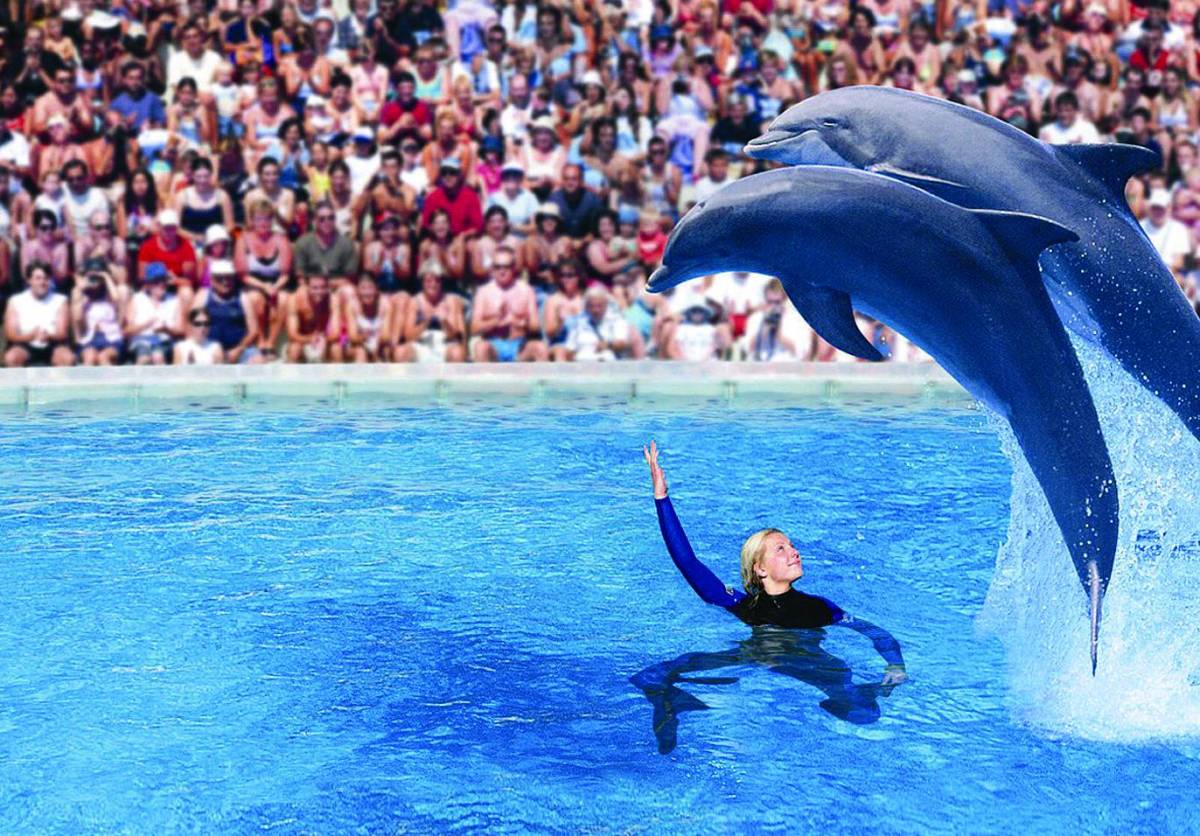 Foche e delfini protagonisti  a «Zoomarine»
