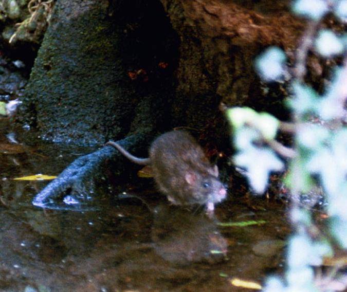 Emergenza a Marassi:  i topi si mangiano i gatti