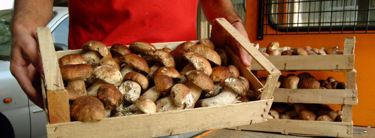 Per i funghi si paga l’ingresso