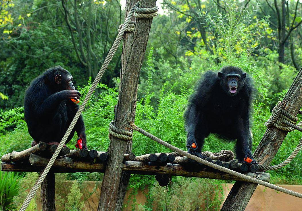 Al Bioparco colazione con gli scimpanzè