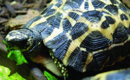 All’Acquario crescono le tartarughe