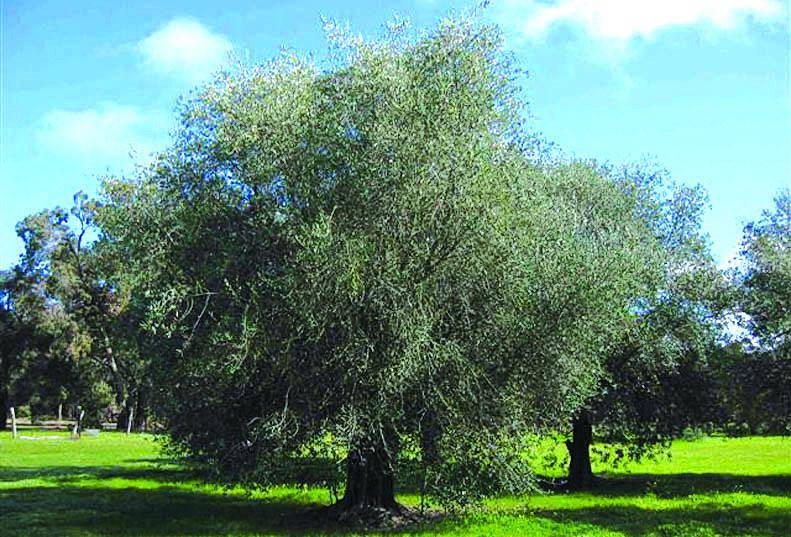 Trionfo dei bianchi friulani: un fine settimana con 60 produttori in vetrina