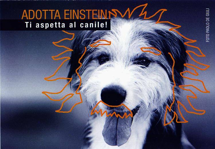 Cani con nomi illustri per l’invito all’adozione