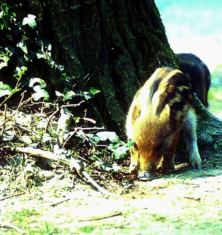 La favola triste della cinghialetta amata dai bambini