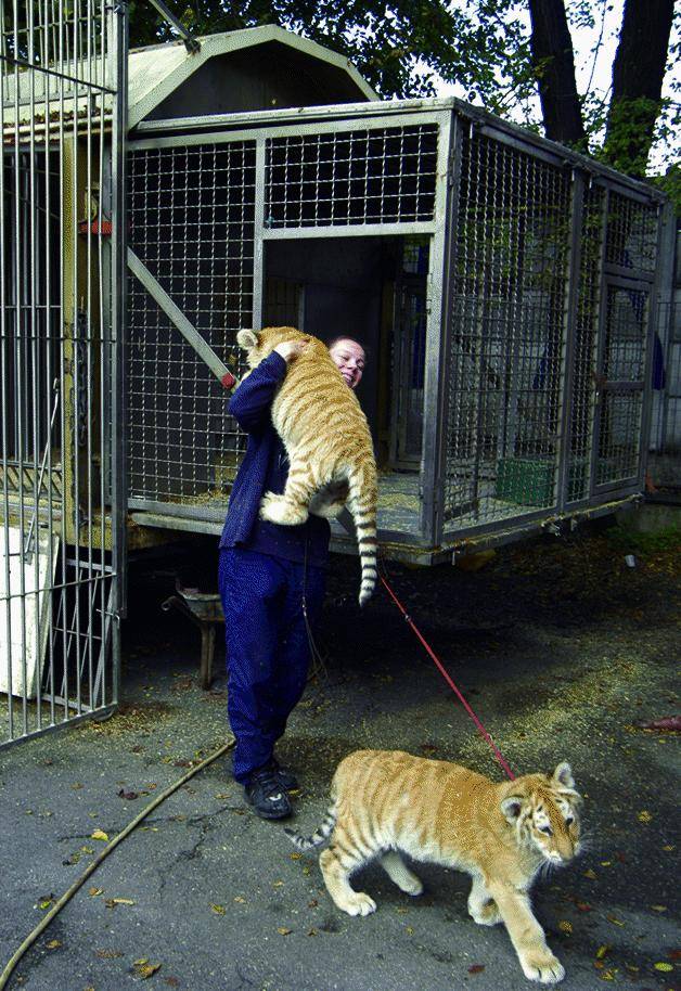 Circo, i Verdi mandano gli spettatori a casa