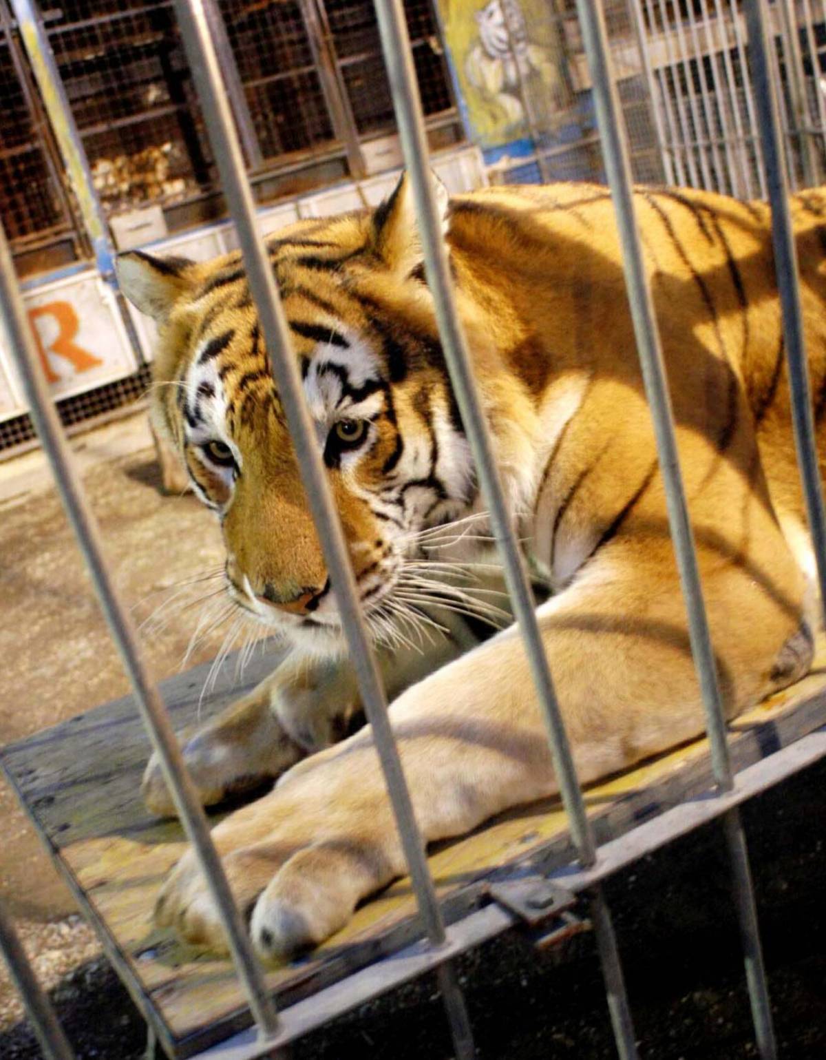 Tursi vigila sugli animali nei circhi