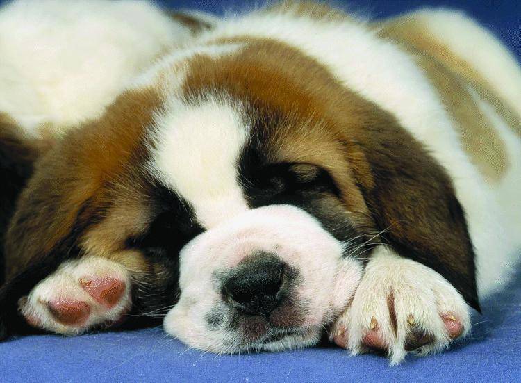 «Nei ristoranti di Sarpi si cucinano cani»