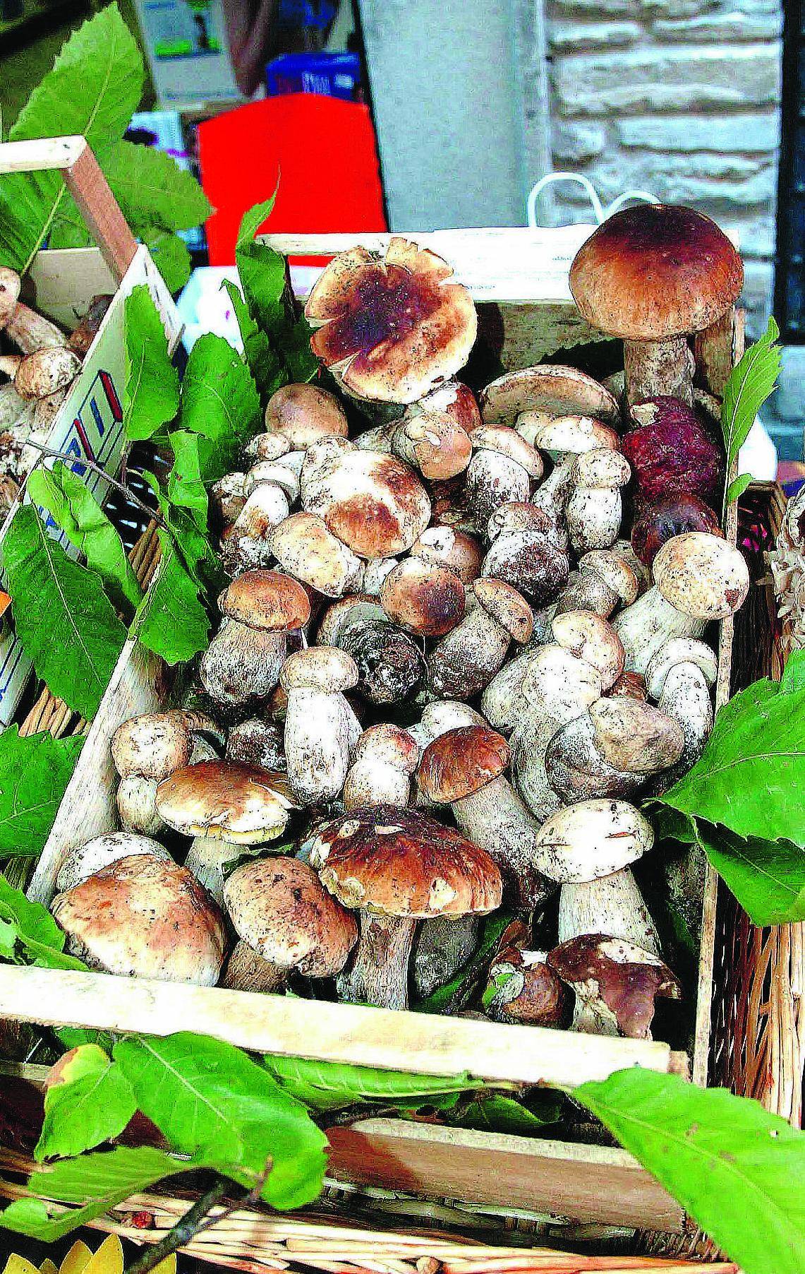 Allarme funghi velenosi: «Troppi cercatori inesperti»