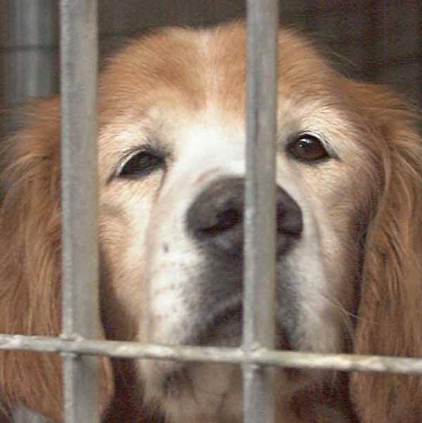 «Nel canile comunale animali fatti morire senza cure»
