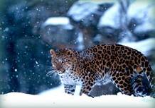 Amur, leopardo delle nevi a rischio estinzione