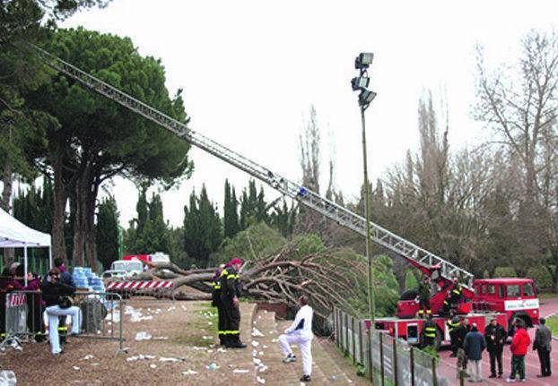 La caduta di un albero rovina la festa per la «Corsa di Miguel»