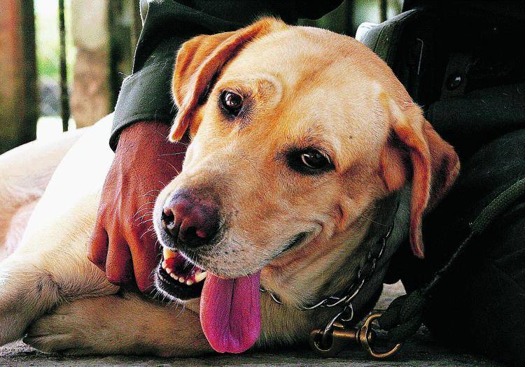 Il nemico numero uno dei narcos è un labrador e vive sotto scorta