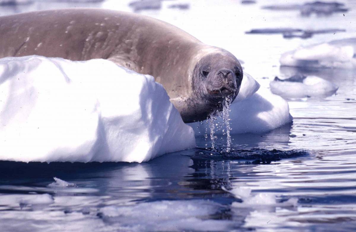 Clima, entro il 2100 la Terra sarà 
più calda: da 1,8 a 4 gradi
