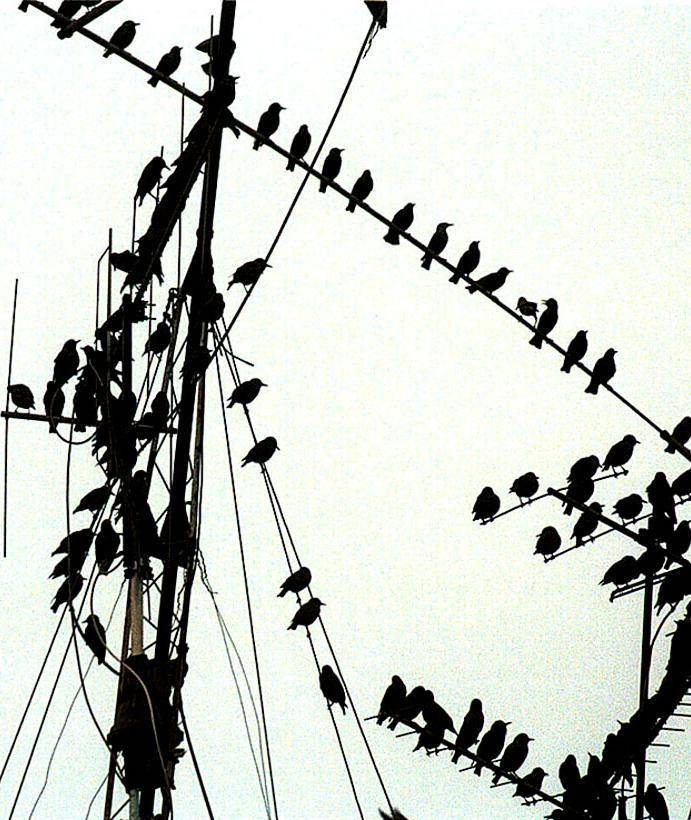 Attacchi di stress per cacciare gli storni dal cielo di Loano