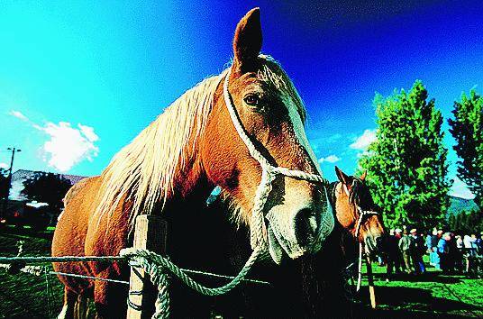 Mostra sul cavallo e battesimo della sella