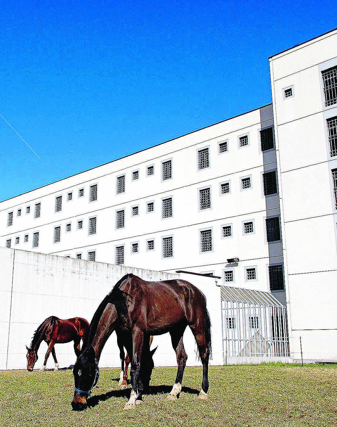 Maneggio in carcere Per i detenuti il lavoro arriva al galoppo