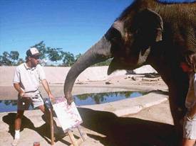 Los Angeles, va in pensione l'elefante 
più vecchio dello zoo