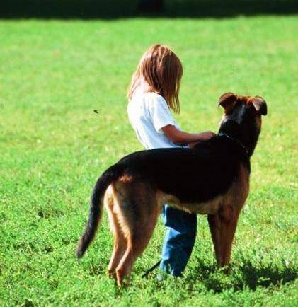 Le aree per far correre i cani scatenano la rissa a Levante