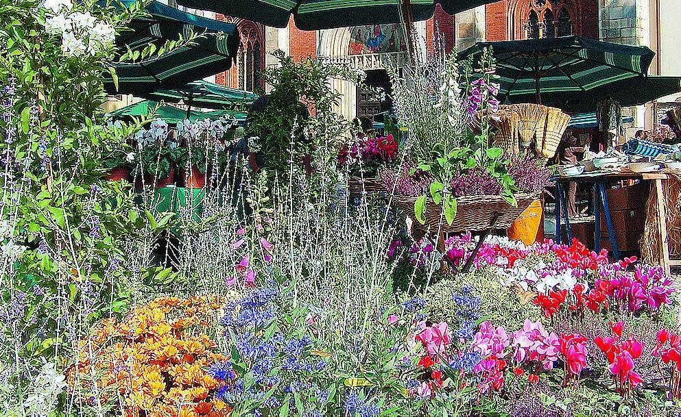 Floralia, San Marco in fiore per i senza tetto