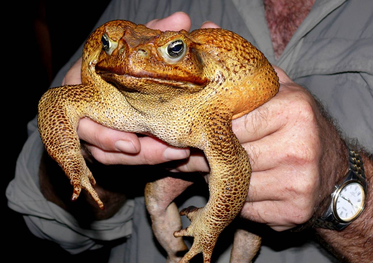 Australia, catturato il rospo gigante