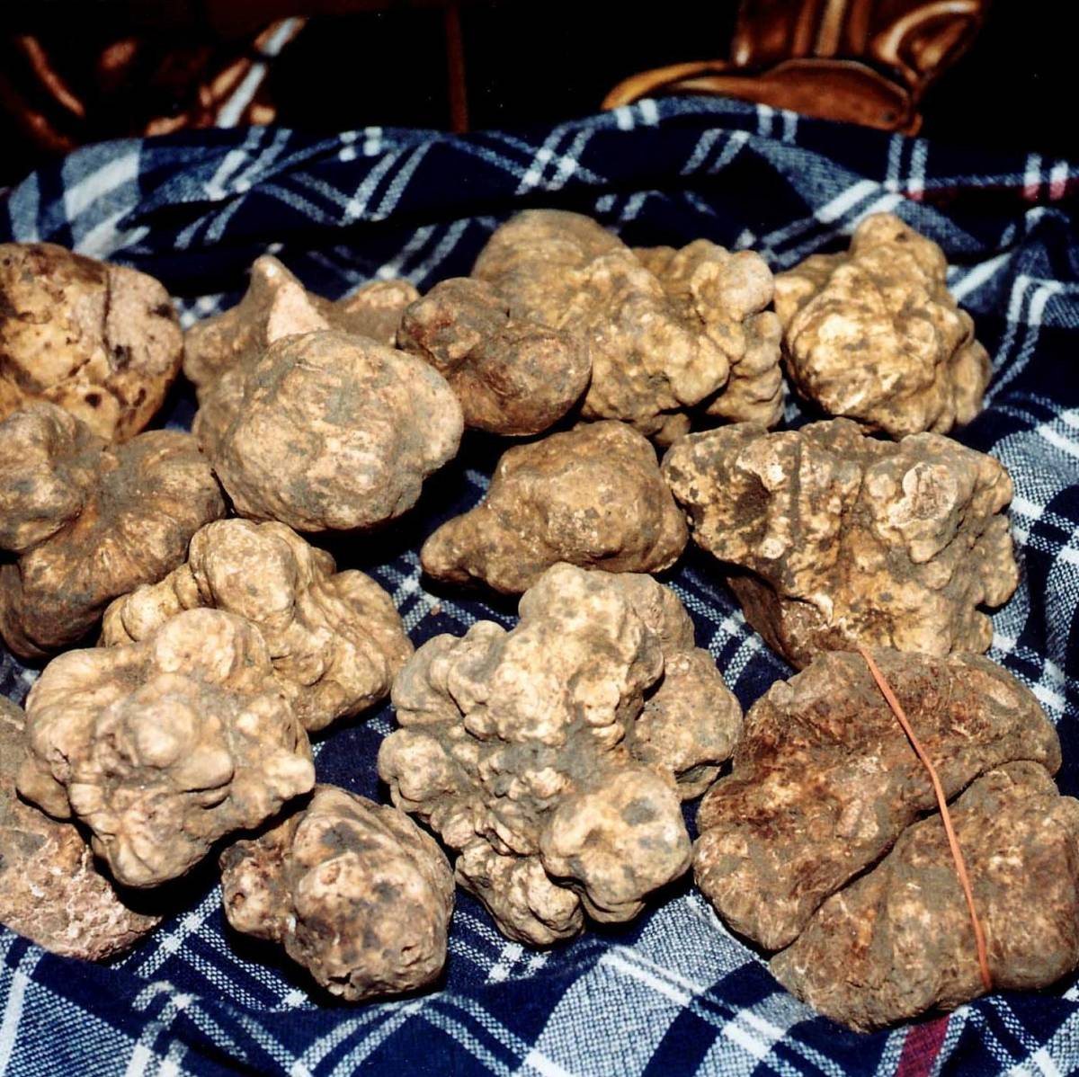 Il tartufo afrodisiaco convince la Regione