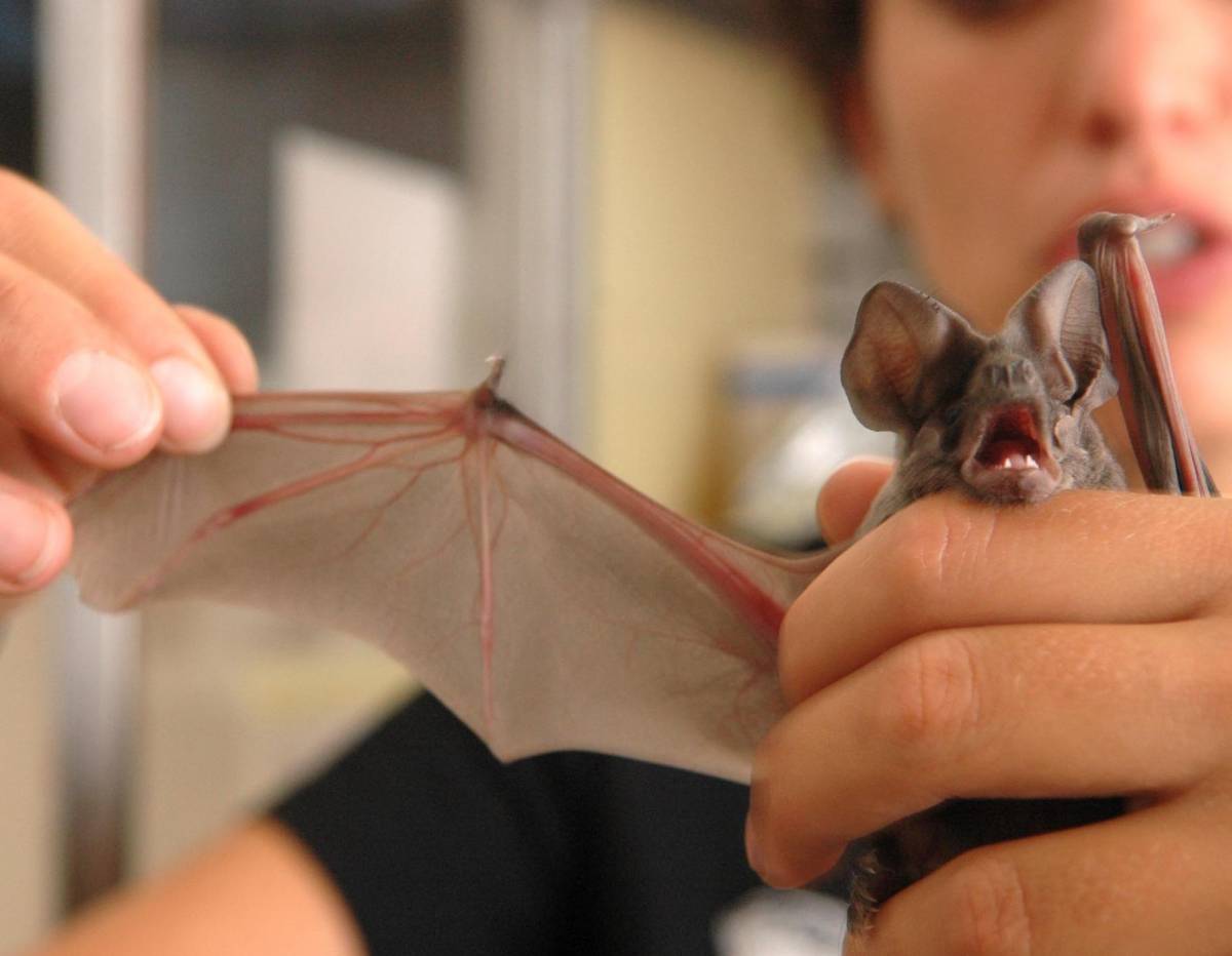 Di notte sull’Aveto a caccia di pipistrelli