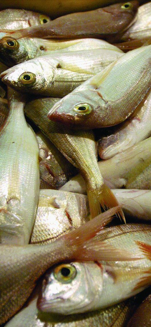 Il Salone del pesce tira una rete piena di visitatori