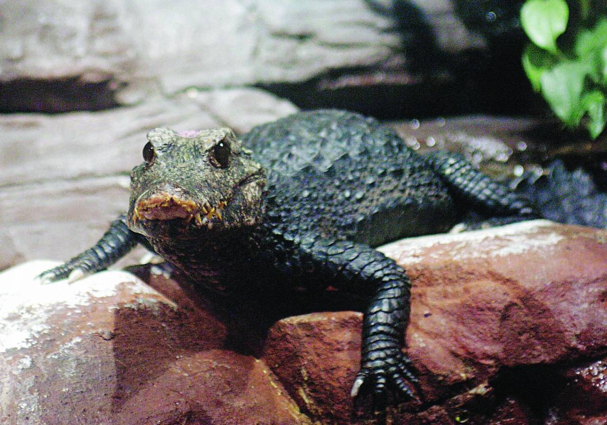 Acquario come l’Amazzonia Sono arrivati i caimani nani