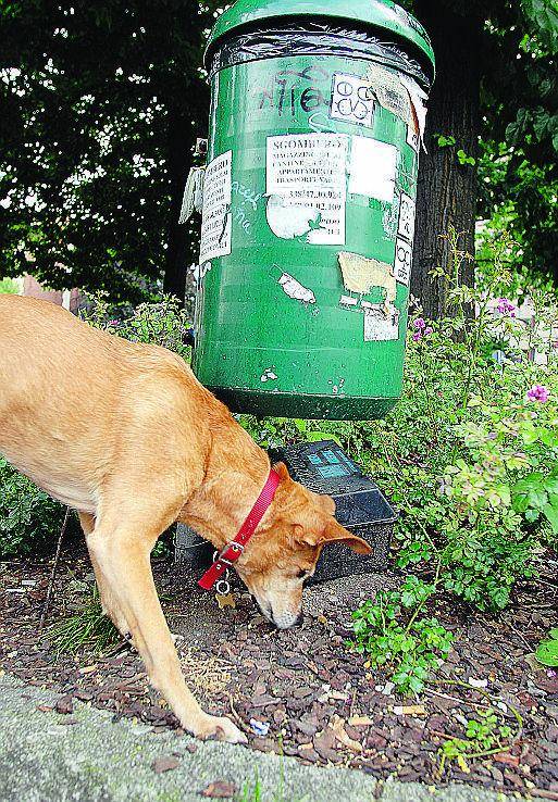 Il veleno per topi che uccide cani, gatti e uccelli