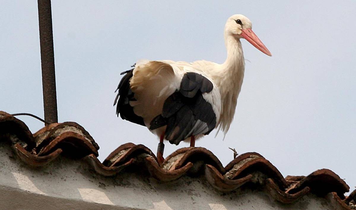 Una cicogna abita a Quezzi