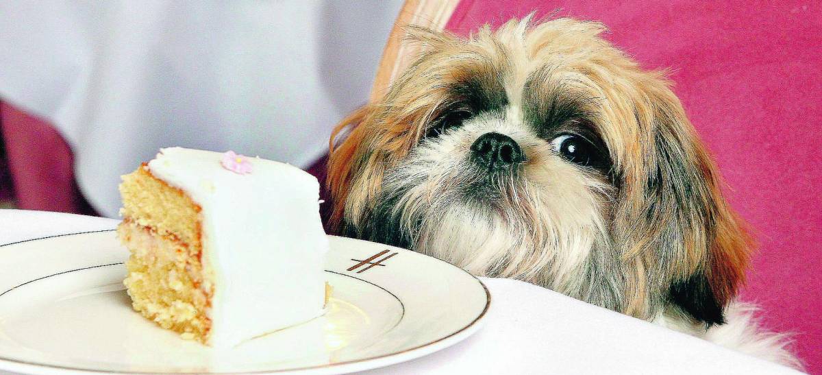 Il cibo da cani è diventato roba da ricchi