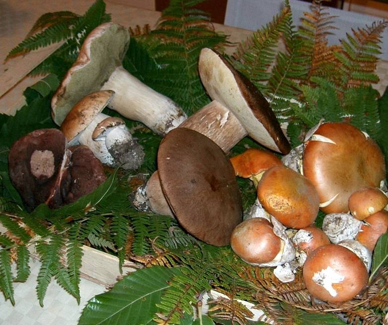 Funghi velenosi: ecco i consigli per non intossicarsi