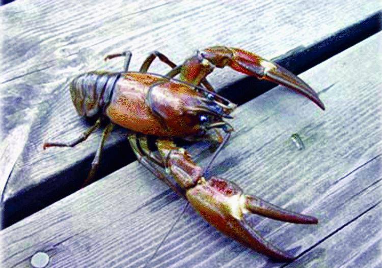 Il lago del Brugneto è infestato dai temuti gamberi della California