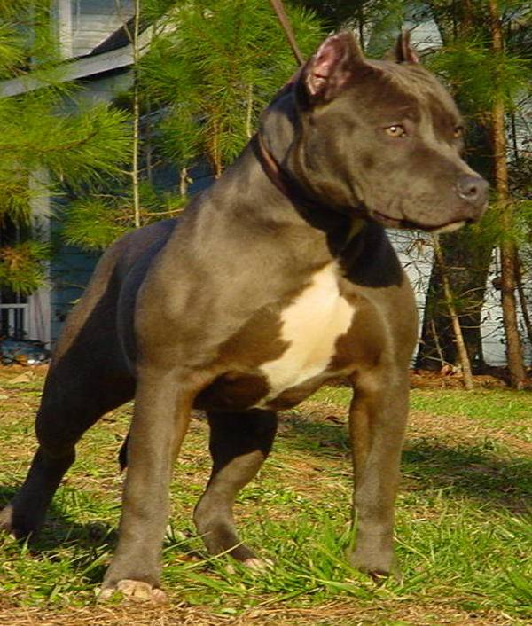 Pitbull azzanna bimba di 5 anni