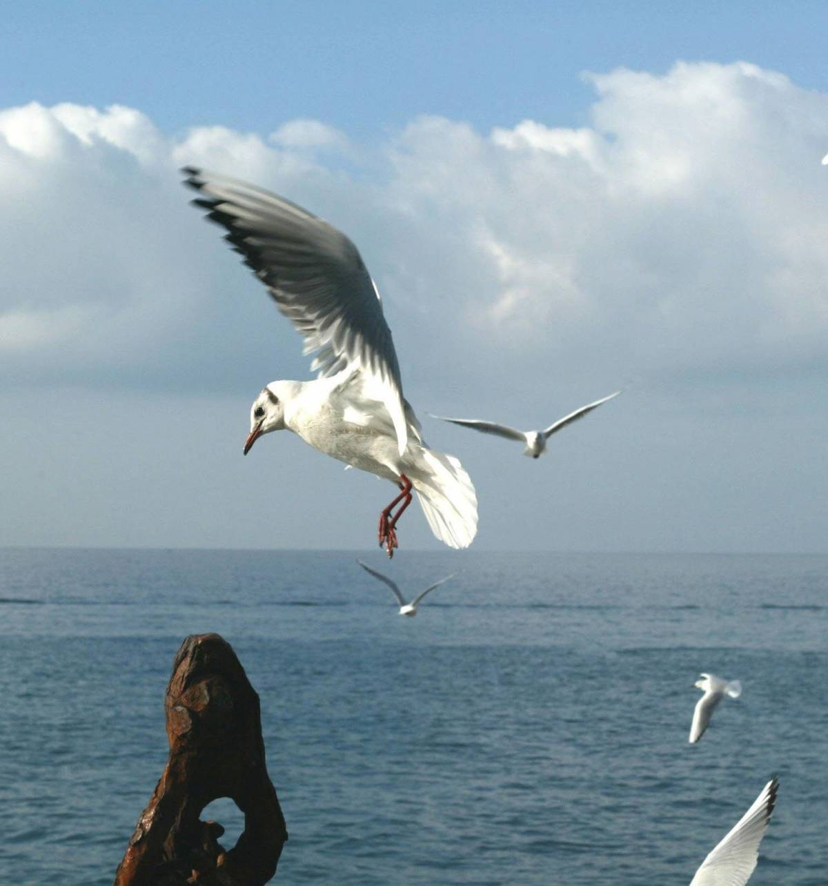 Gabbiani presi a fucilate: è caccia aperta al cecchino