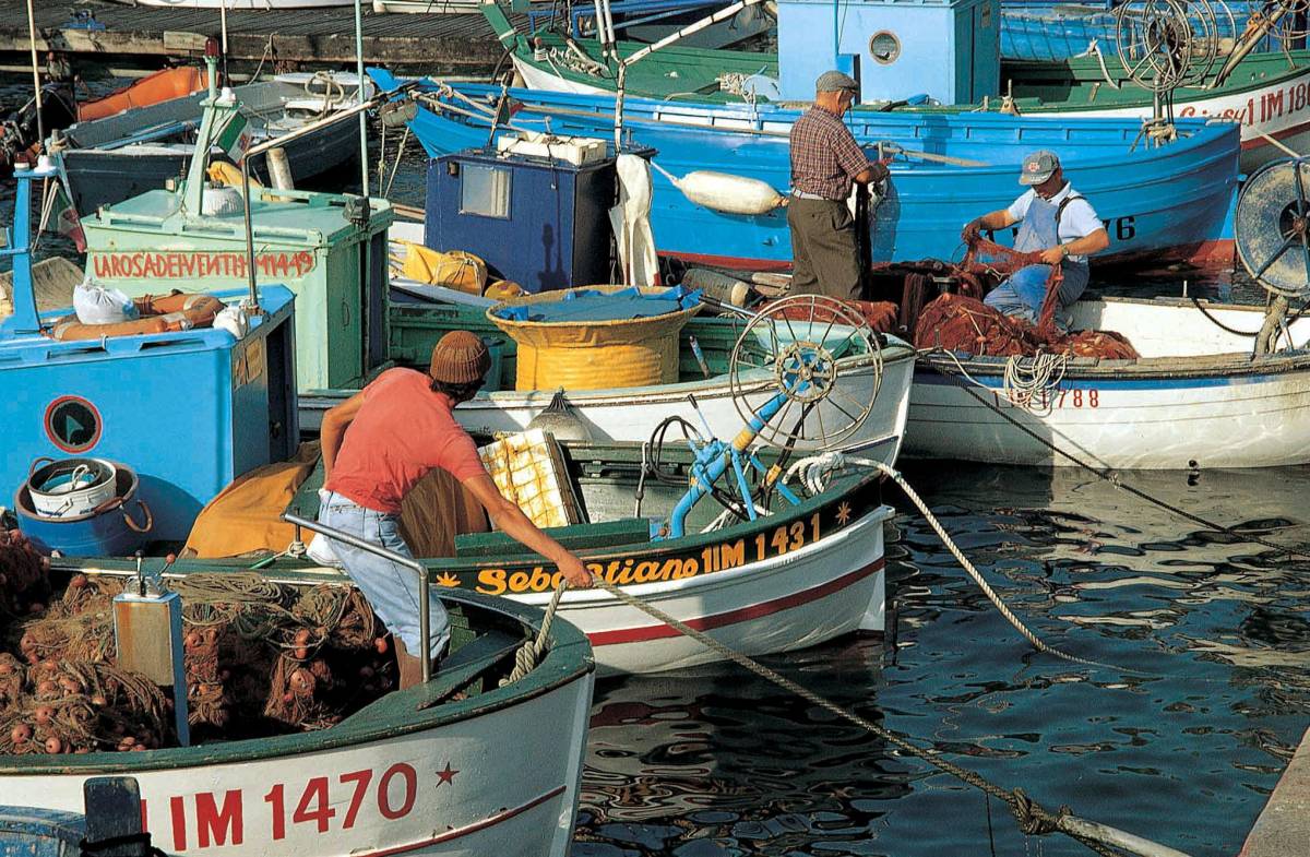 «Acciughe sparite dal Mar Ligure»