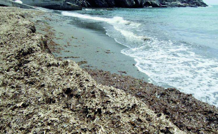 «Il mare di Genova? Sempre più sporco»