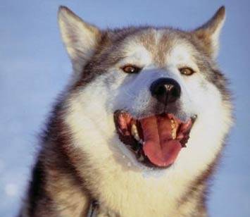 Udine, bambino attaccato 
e sfigurato da un husky