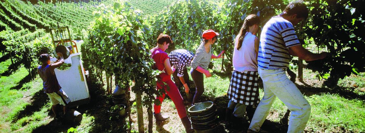 In Lombardia è già vendemmia tutta colpa di un inverno tropicale