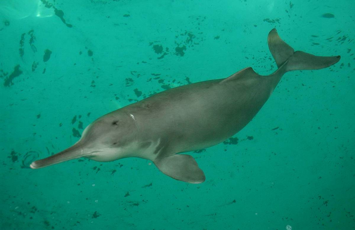 Si è estinto il delfino bianco dello Yangtze, il più grande mammifero acquatico del mondo