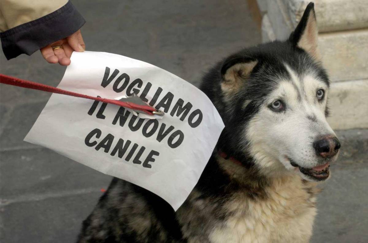 «Ma il canile di via Adamoli non è un lager»