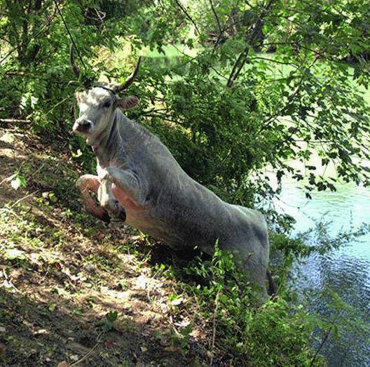 Mucca nell’Aniene salvata con un elicottero