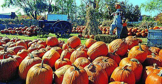 Zucca protagonista in provincia di Mantova