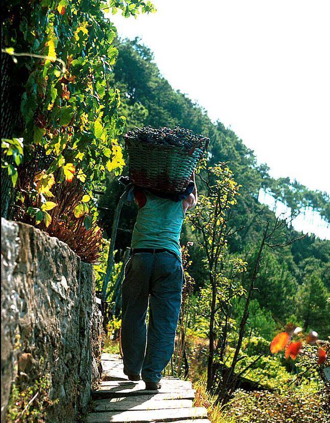 In giro  su Internet per «sorseggiare» i vini della Liguria