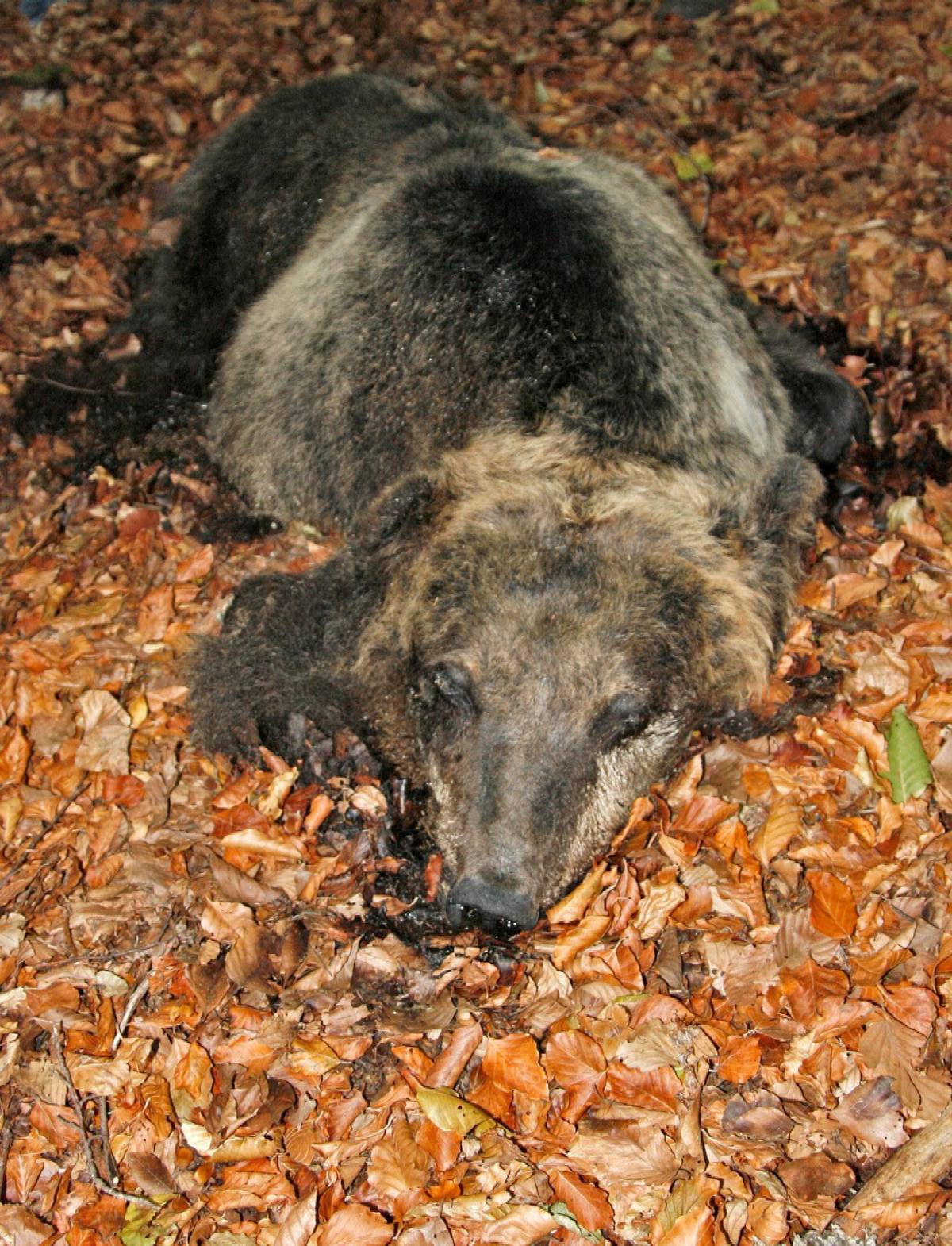 "Tre orsi avvelenati" 
E' strage in Abruzzo