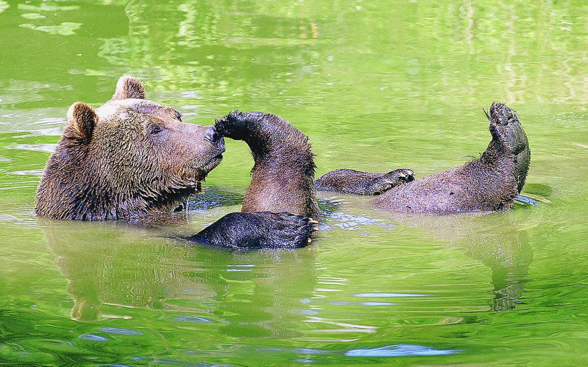 Abruzzo, avvelenati tre orsi 
Il Wwf: taglia da 10mila euro