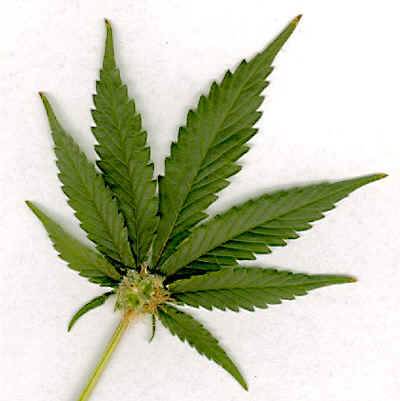 Cassazione: "Se la marijuana 
è ornamentale non è reato"