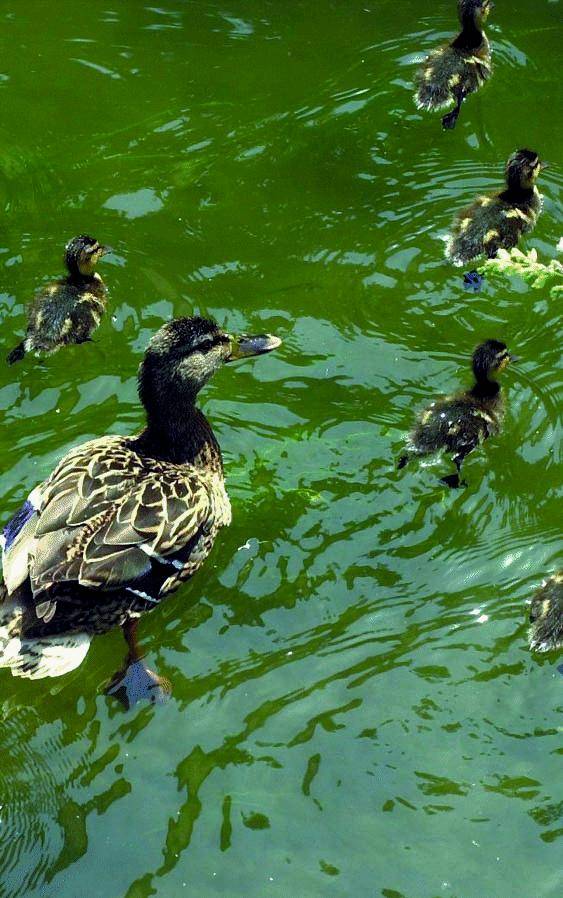 Banda di cinesi ruba  le anatre protette