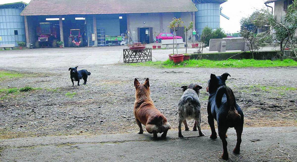 Carne e verdura: la spesa biologica si fa in cascina