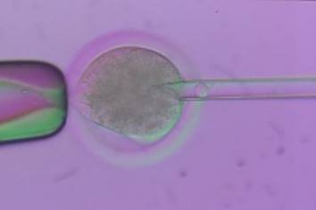 Embrioni fotocopia  
dalla pelle di un uomo